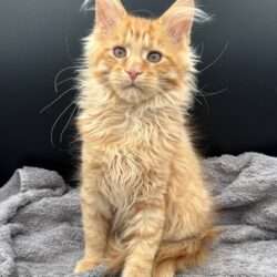 August Maine Coon Kittens