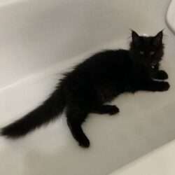 August Maine Coon Kittens