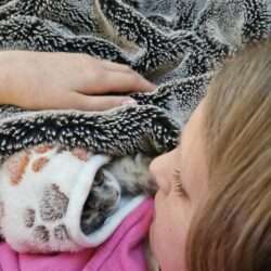 August Maine Coon Kittens
