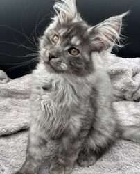 August Maine Coon Kittens