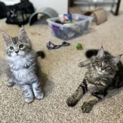 August Maine Coon Kittens