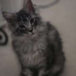 August Maine Coon Kittens