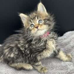 August Maine Coon Kittens