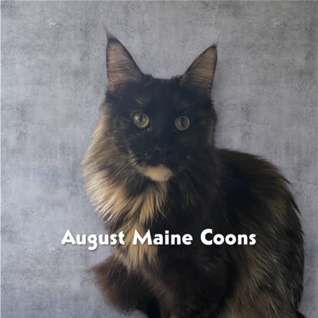 Maine Coon Cat