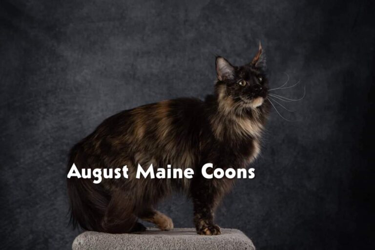 August Maine Coon Kittens