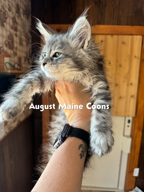 Blue Silver Tabby female reserved