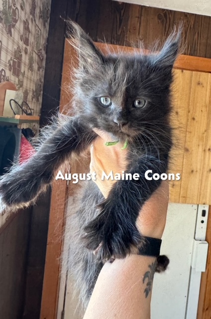 Black & Silver Male available White Tip on Tail