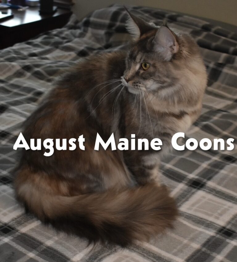 August Maine Coon Kittens