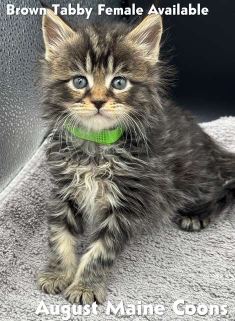 Brown Tabby Female