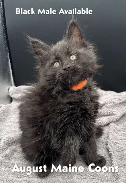 Black Male