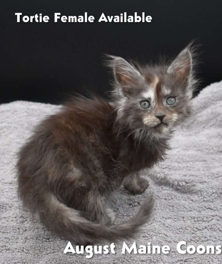 Tortie female