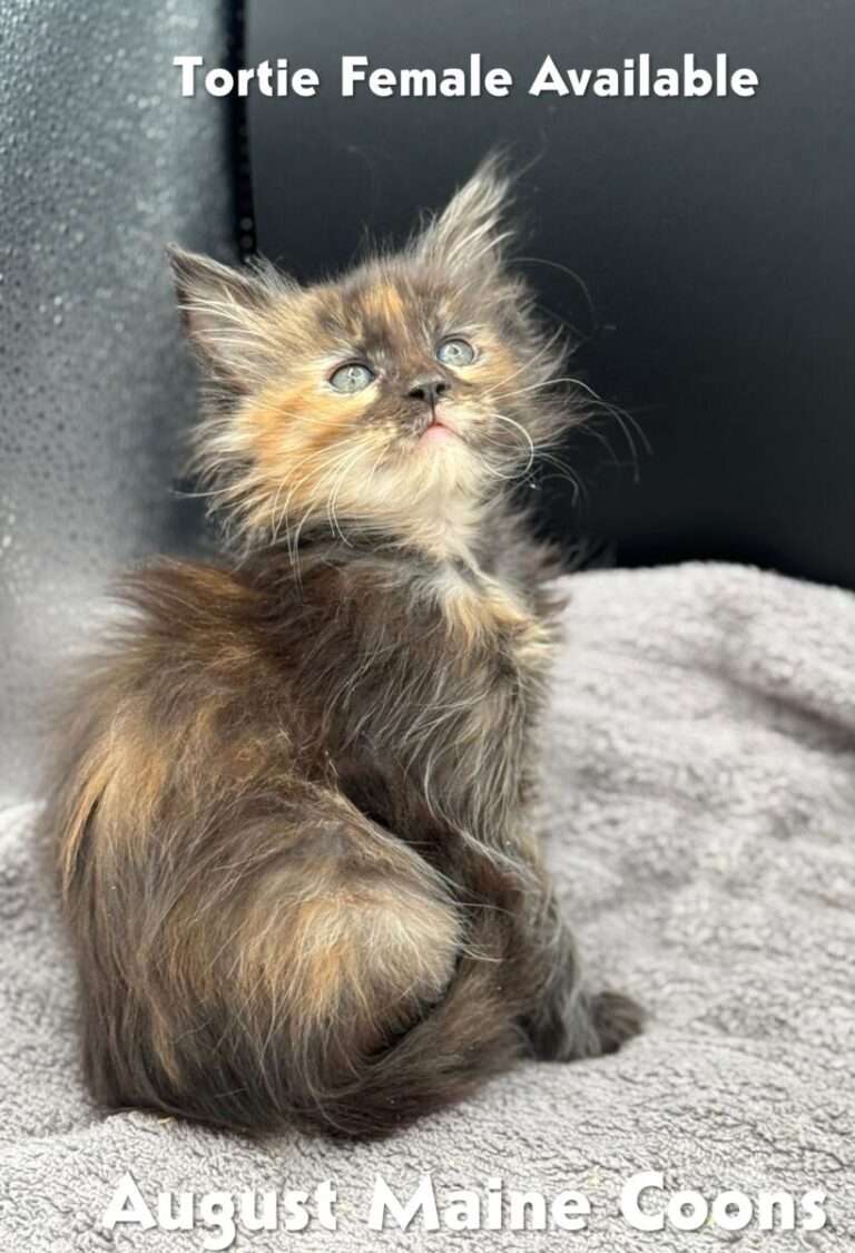 Tortie Female