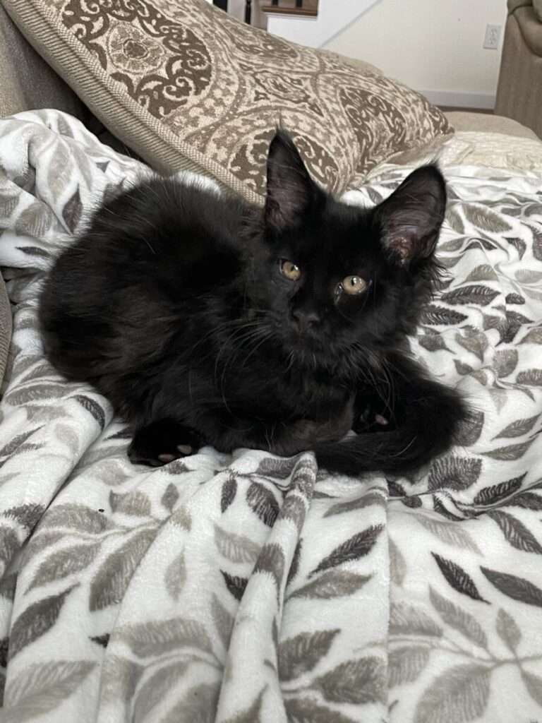Elvis