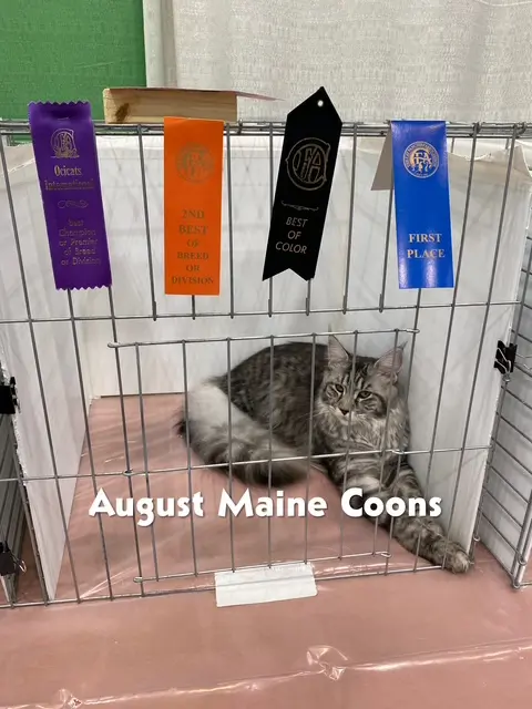 August Maine Coon Kittens