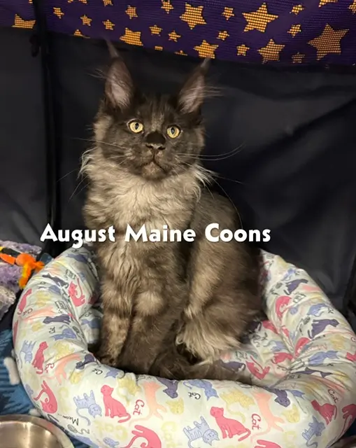 August Maine Coon Kittens