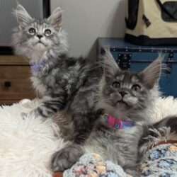 Lena & Luna - August Maine Coons Lena & Luna