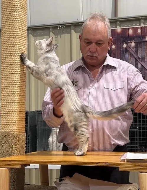 August Maine Coon Kittens