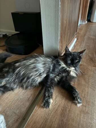 August Maine Coon Kittens