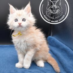 Red Kitten