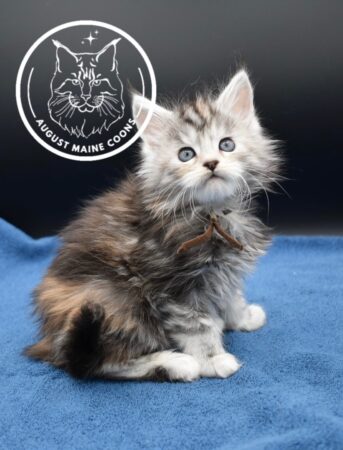 Tortie Girl