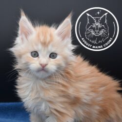 Red Kitten