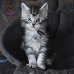 Silver Kitten