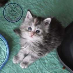 Tortie Girl