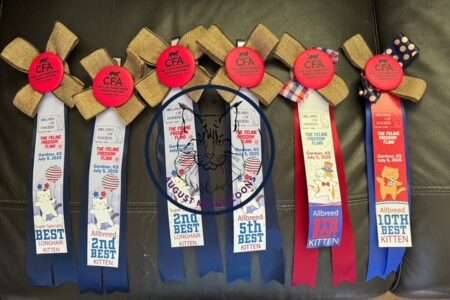 Ribbons from Gardner July 2025 show