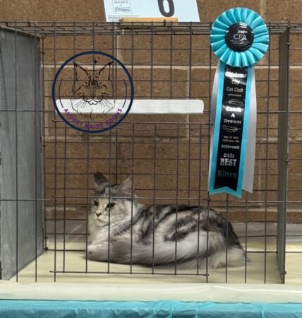 Maisey Ribbon