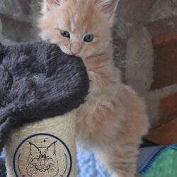 Autumn kitten
