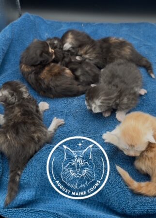 Nova Kittens