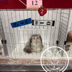 August Maine Coon Kittens