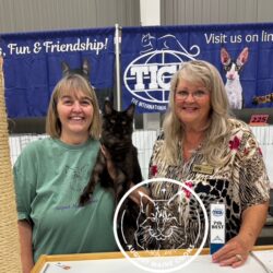 August Maine Coon Kittens
