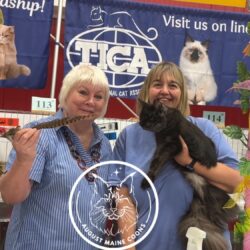 August Maine Coon Kittens