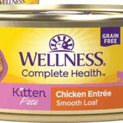 August Maine Coon Kittens