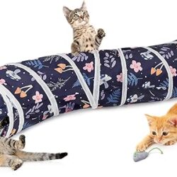 August Maine Coon Kittens