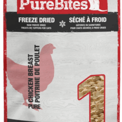 August Maine Coon Kittens