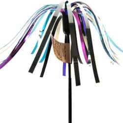 August Maine Coon Kittens