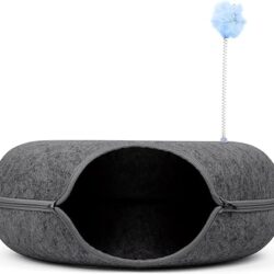 August Maine Coon Kittens