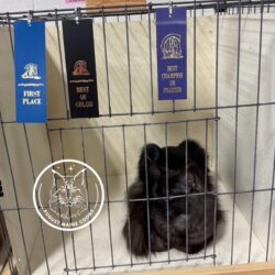 August Maine Coon Kittens