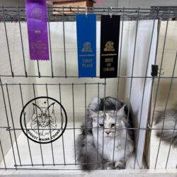 August Maine Coon Kittens