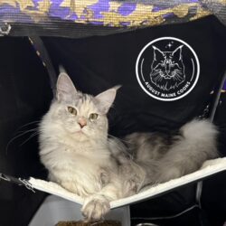 August Maine Coon Kittens