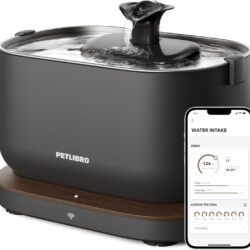 August Maine Coon Kittens