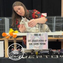 August Maine Coon Kittens