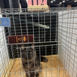 August Maine Coon Kittens