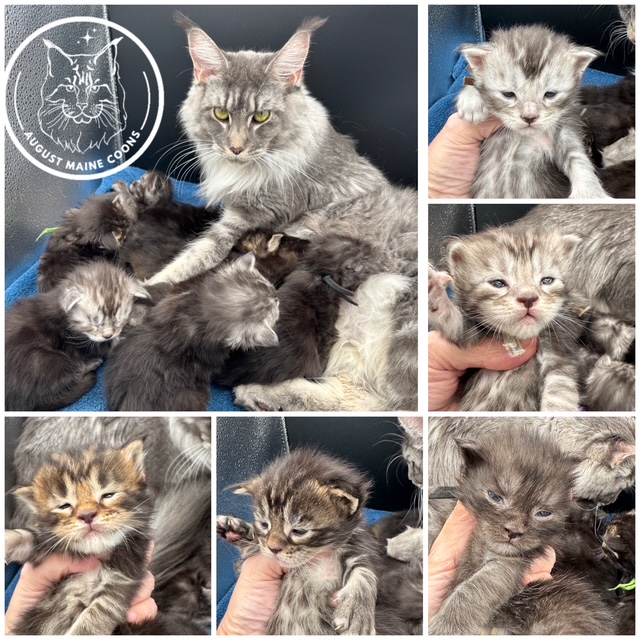 August Maine Coon Kittens