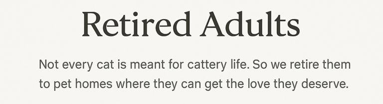 August Maine Coon Kittens