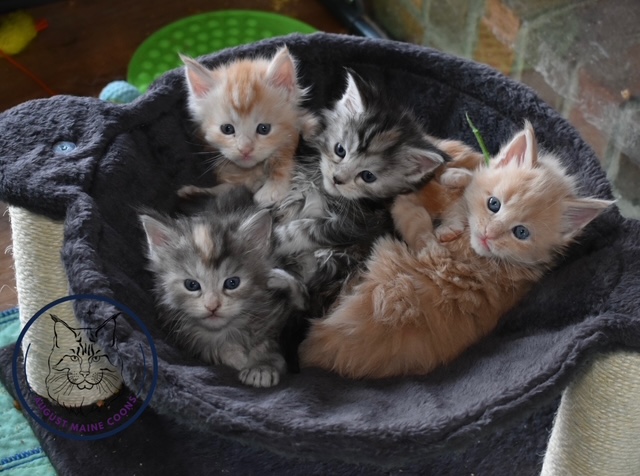 August Maine Coon Kittens