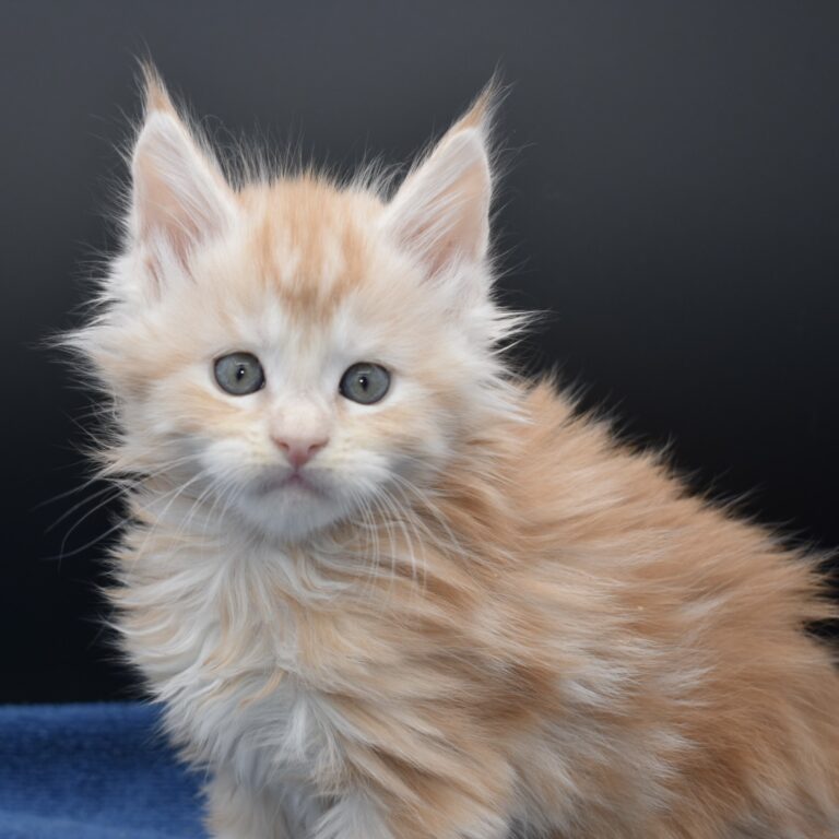 August Maine Coon Kittens