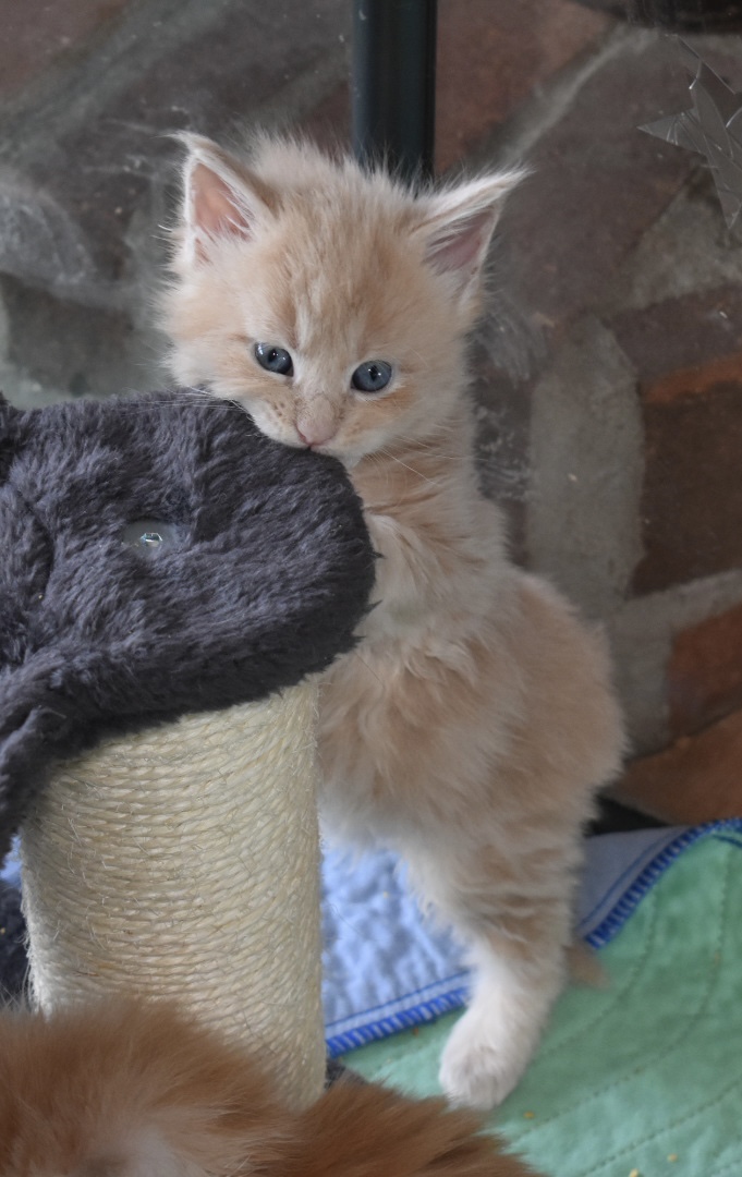 August Maine Coon Kittens